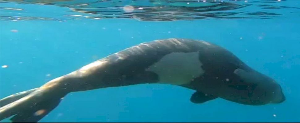 Bodrum'da amatör balıkçı, Akdeniz fokunu sualtı kamerasıyla görüntüledi