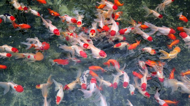 Japon Balığı'na güzelliği katan ur