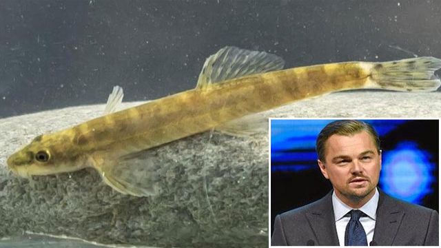 Leonardo DiCaprio'dan Sason Çayı'nda 47 yıl sonra görülen balık paylaşımı