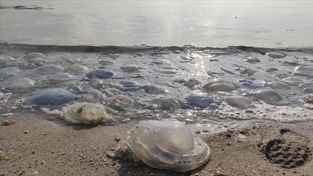 Denizanası sürülerinin 2 ayda Antalya Körfezi'ni terk etmesi bekleniyor