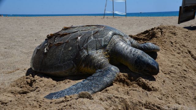 Antalya'da denizde ölü yeşil deniz kaplumbağası bulundu
