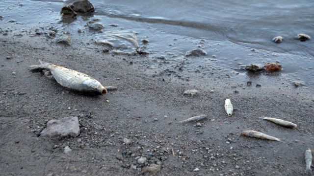 Helvadere Göleti'nde balık ölümlerine ilişkin inceleme başlatıldı