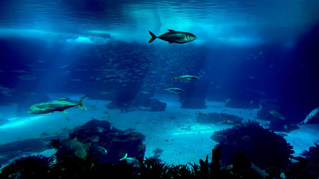 Okyanus Akvaryumu yılda 1 milyonun üzerinde ziyaretçiyi ağırlıyor