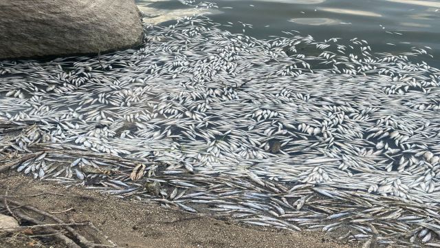 Bursa'da balık ölümlerine ilişkin inceleme başlatıldı
