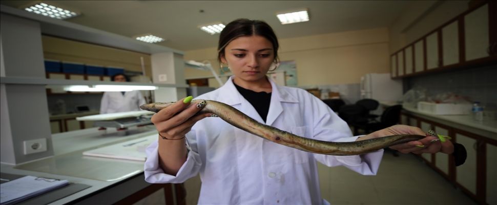 Meksika'da üreyip Türkiye'de yetişen yılan balığı Asya'da sofraları süslüyor