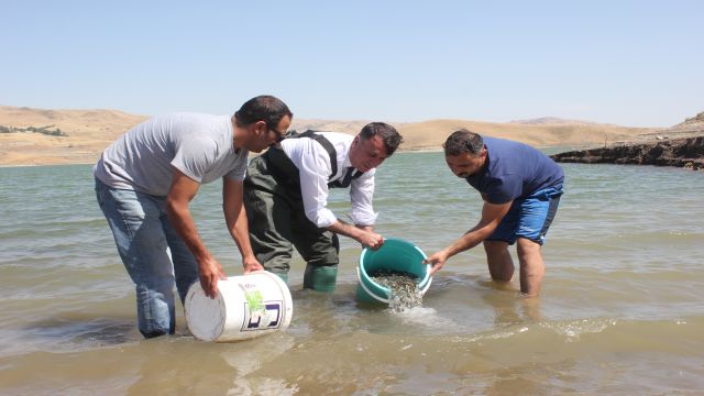 Muş'ta baraj ve göletlere 1 milyon 459 bin sazan balığı yavrusu bırakıldı