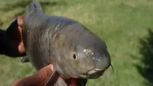 Batman'da 1,5 milyon şabut balığı göl ve çaya bırakıldı