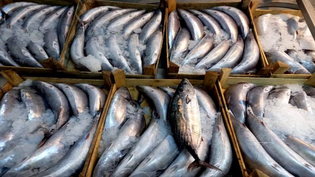 Kıyıköylü balıkçının ağlarına 3 bin 500 adet palamut takıldı