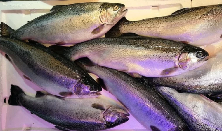 Doğu Karadeniz'den 4 ayda 28,5 milyon dolarlık Türk somonu ihraç edildi