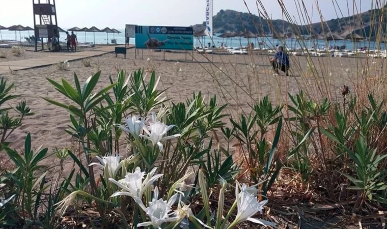 Kocaeli'de koruma altındaki kum zambaklarının bulunduğu sahil temizlendi