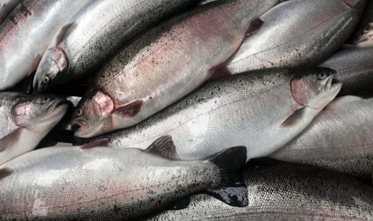 Doğu Karadeniz Bölgesinden Rekor Türk Somonu İhracı