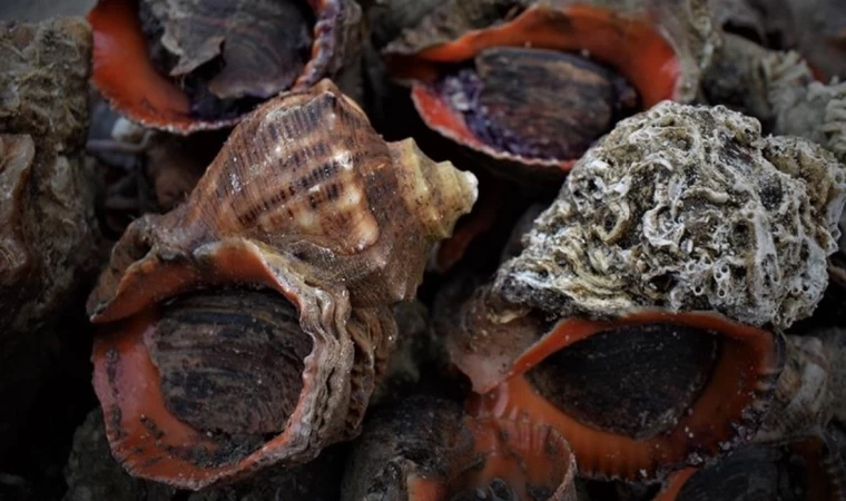 Türkiye'nin deniz salyangozu ihracatı 7,2 milyon doları aştı