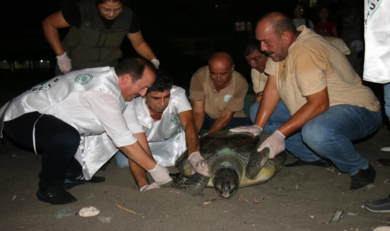 Mersin'de tedavi edilen 2 kaplumbağa denize bırakıldı