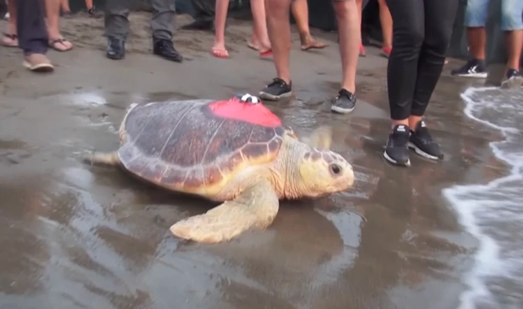 Uydu cihazıyla en uzun süre izlenen "Caretta Caretta Tuba" 25 bin kilometre katetti
