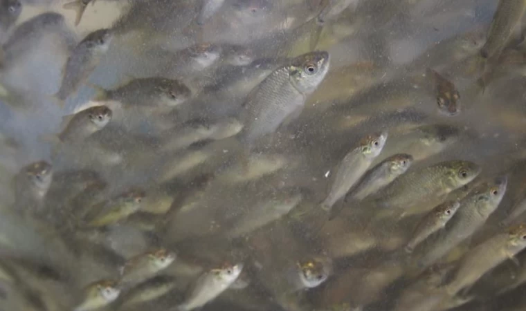 Karaman'da Gödet Baraj Göleti'ne 20 bin balık yavrusu bırakıldı