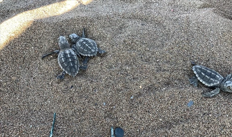 İztuzu sahilinde yaklaşık 35 bin caretta caretta mavi sularla buluştu