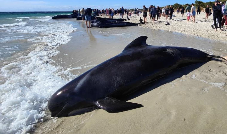 Avustralya'da karaya vuran yaklaşık 160 balinadan 26'sı öldü
