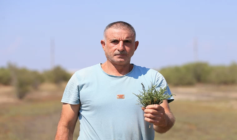 Bekçiliğini yaptığı araziyi değerlendirip yılda 3 ton deniz börülcesi üretimine ulaştı