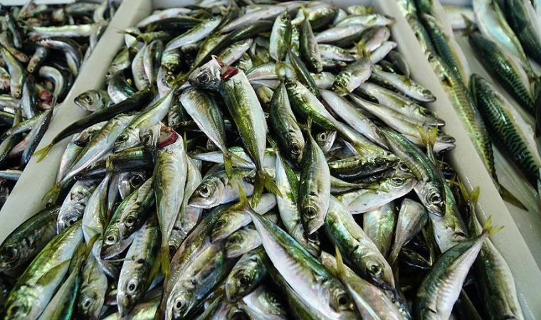 Sakarya'da balıkçılar limana 10 ton istavritle döndü