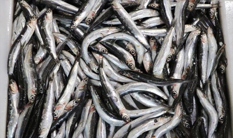 Hamsinin ağlara nadir takılması, sezonun geri kalanı için balıkçıları endişelendiriyor | Balık TV