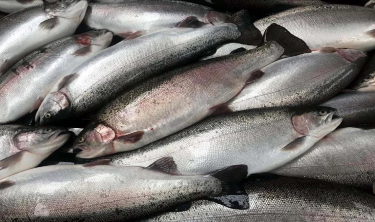 Türk somonu ihracatı 9 ayda 351,3 milyon doları aştı