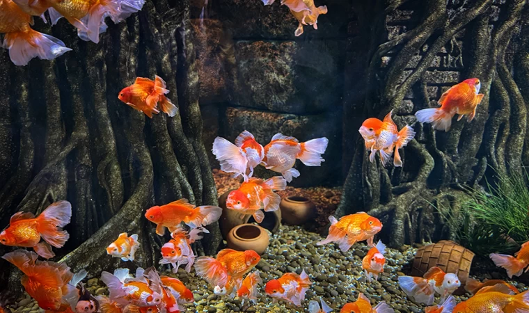 Tayland'daki dev akvaryum 30 bin deniz canlısına ev sahipliği yapıyor