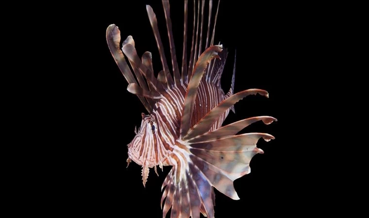 Denizlerdeki istilacı türler "TurIST" sistemiyle önlenecek