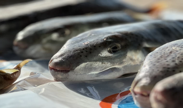 Destek ödemelerinin artırılması balon balığıyla mücadeleyi güçlendirecek