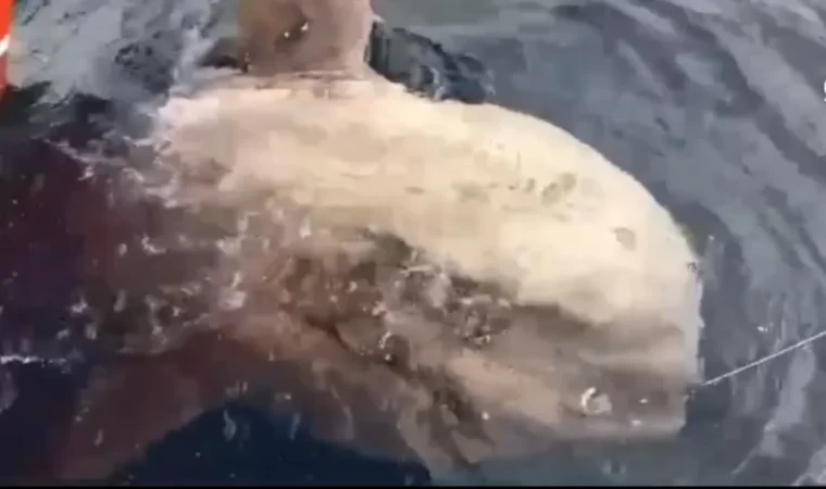 Gökçeadalı balıkçının oltasına nadir görülen ay balığı takıldı