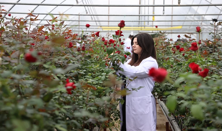 Hamsi atıklarından elde edilen biyogübre gül seralarında kullanılıyor