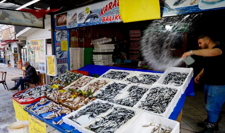 Sakarya'da balıkçılar, Karadeniz'den bol miktarda barbun ve istavritle döndü