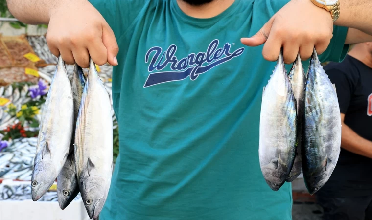 Türkiye'de son 19 yılın en yüksek palamut bolluğu yaşanıyor