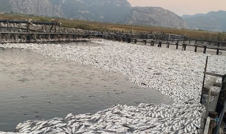 100 Ton Balık Neden Öldü?
