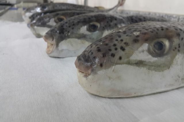 Balon Balıklarını Ne Kadar Tanıyoruz?