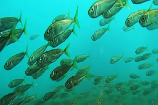 Ömer Faruk KARA "Avcılık ve Kültür Balıkçılığında Yıllık Kişi Başı Balık Eldesi" 2/2