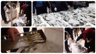 1 Ton Balığa El Konuldu