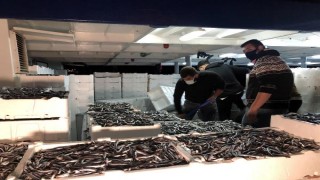 Balıkçılar yüzlerce kasa hamsiyle döndü