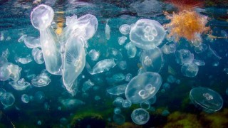 İstanbul Boğazı'nda Denizanası