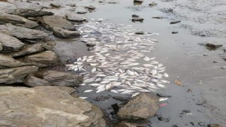 Sultanbeyli'de gölet balçıkla kaplandı, balıklar öldü