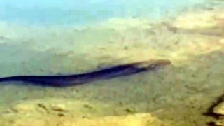 Tödürge Gölü'nde Dev Yayın Balıkları