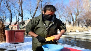 Alabalık sağım işlemi başladı