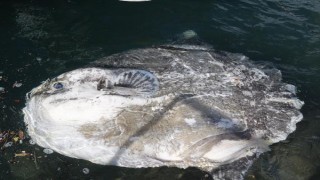 Avlanması yasak ölü ay balığı kıyıya vurdu