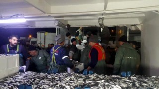 Balıkçılar hamsi avının serbest olduğu İğneada'ya akın etti