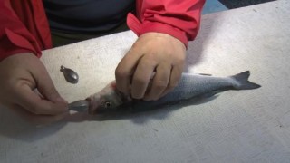 Balıkta boya ve ağırlık hilesi