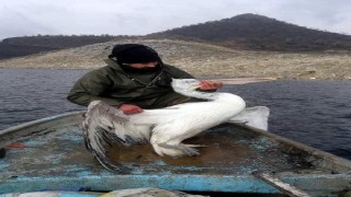 Baraj gölünde ağa takılan pelikan kurtarıldı