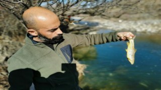 Çaya elektrik verdiler, yüzlerce balık telef oldu