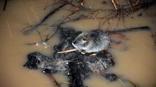 Edirne'de "su maymunları" görüldü