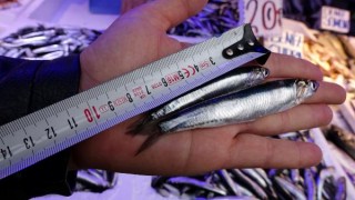 Hamsi avcılığında kısmi durdurma kararı 28 Ocak'a uzatıldı