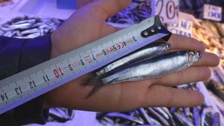 'Hamsi avı yasağı sezon sonuna kadar uzatılsın' çağrısı