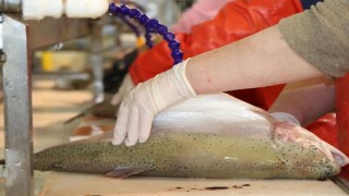 Japon sofralarında 'suşi' olan ‘Karadeniz somonuna ilgi